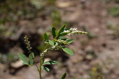 Melilotus albus